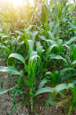 Mısır tarlası gün batımında kapanıyor.