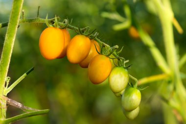 Ağaçlar üzerinde domates