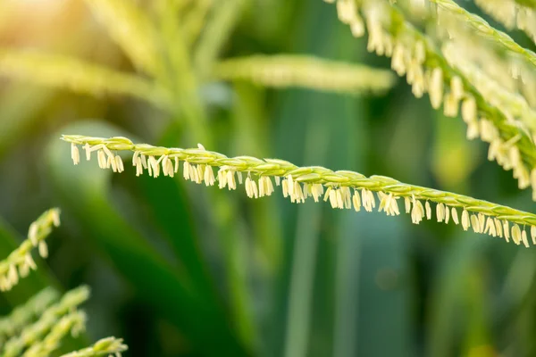 Flor de maíz . — Foto de Stock