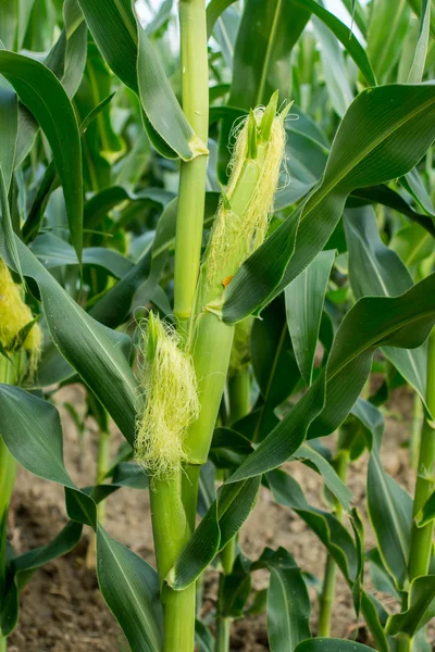 Corn field close-up at the sunset — Stock Photo, Image