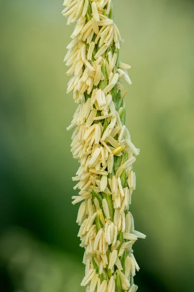 トウモロコシの花. — ストック写真