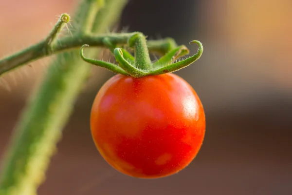 Tomaten auf Bäumen — Stockfoto