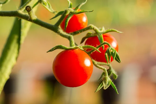 Tomat på träd — Stockfoto