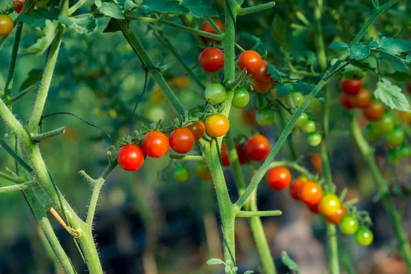 Tomaten auf Bäumen — Stockfoto