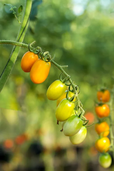 Tomaten auf Bäumen — Stockfoto