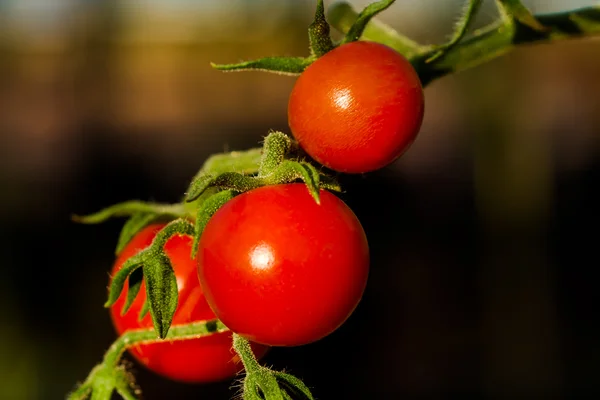 Tomato on Trees — Stock Photo, Image
