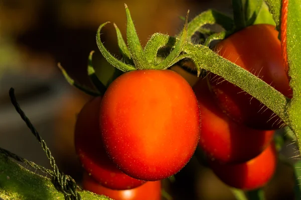 Tomaten auf Bäumen — Stockfoto