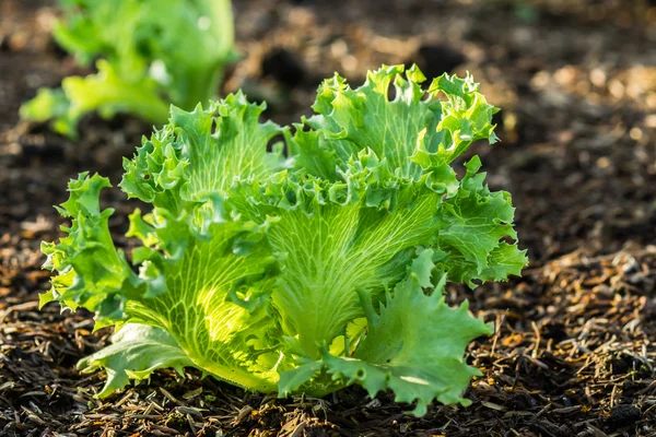 Eichenblattsalat — Stockfoto