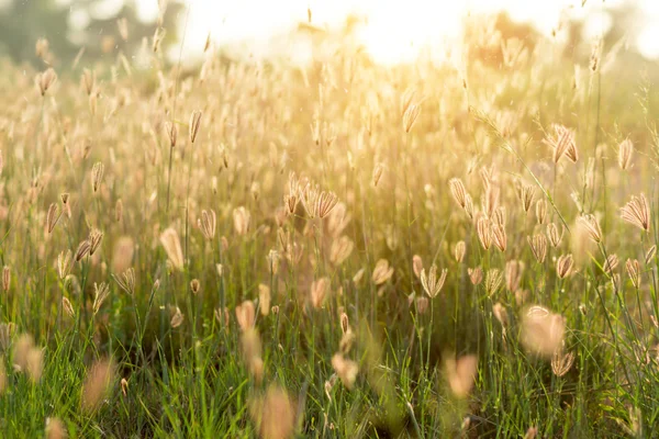 Bloem gras in de tuin. — Stockfoto