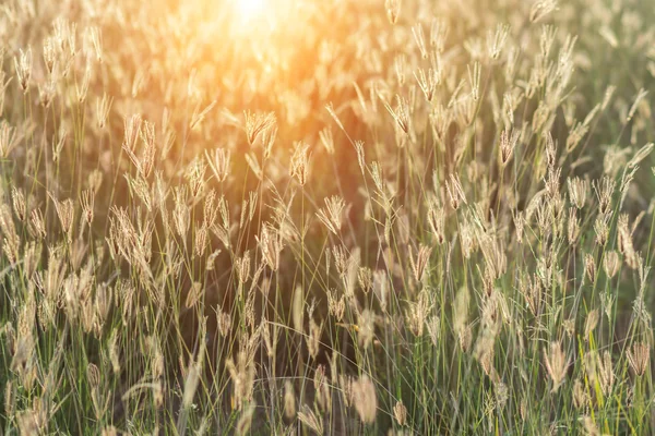 Herbe de fleurs dans le jardin avec la lumière du soleil . — Photo