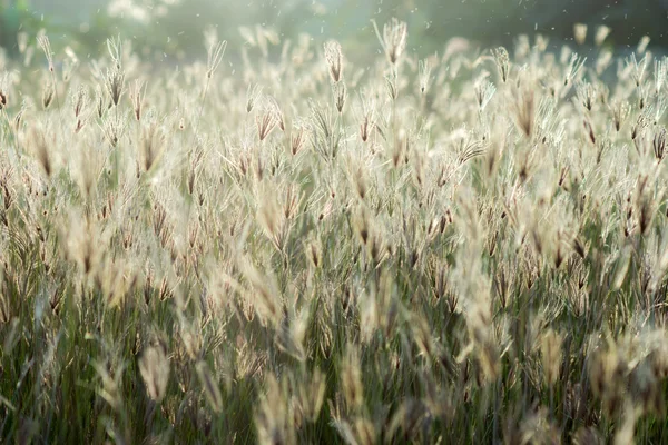 Herbe florale dans le jardin . — Photo