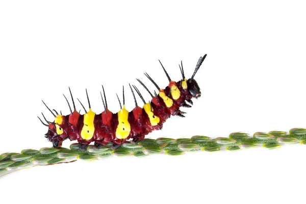 Röd och gul larv — Stockfoto