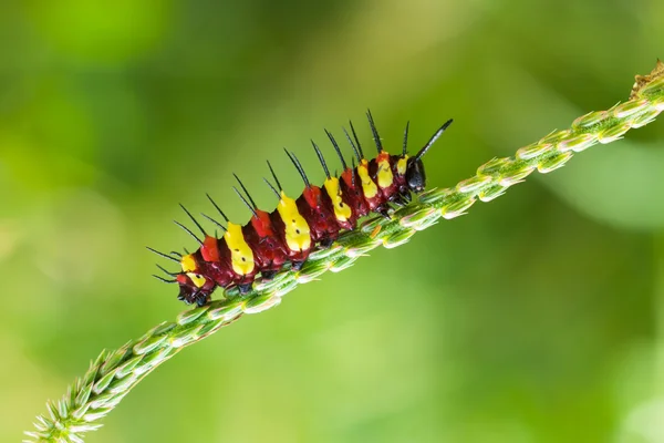 Red and yellow caterpillar — Stock Photo, Image