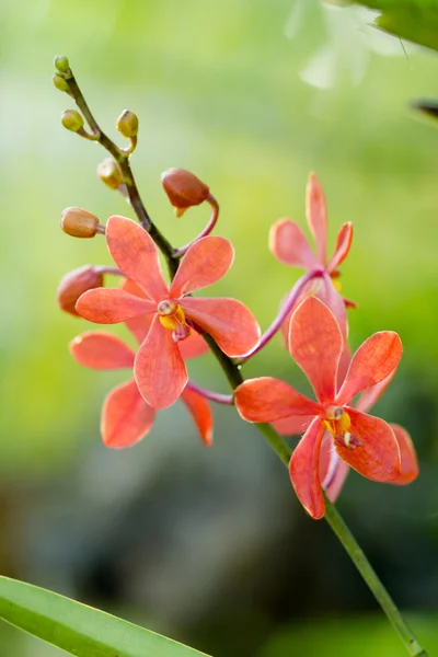 Ljusa röda orkidéer — Stockfoto