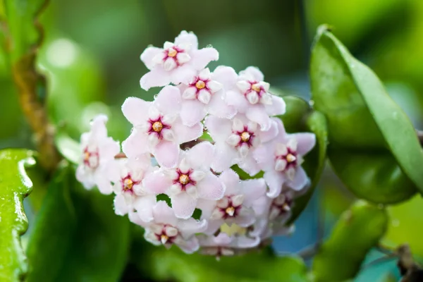Güzel hoya carnosa çiçek