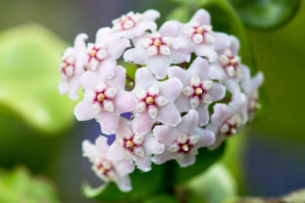 Lindas flores de hoya carnosa — Fotografia de Stock