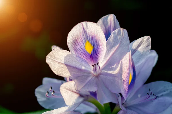 Viola di fiori di giacinto dell'acqua — Foto Stock