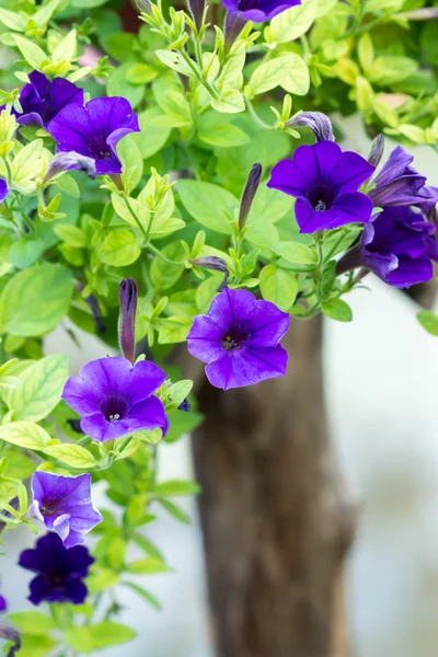 Nahaufnahme von blauen Petunienblüten. — Stockfoto