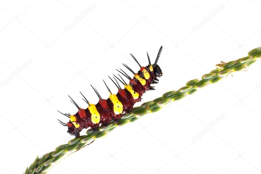 red and yellow caterpillar
