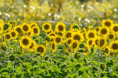 Bahçedeki ayçiçeği