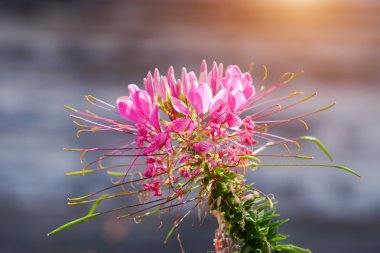 Kokulu ve güzelleşmek örümcek çiçekler