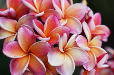 Plumeria çiçek karışık renk turuncu ve pembe
