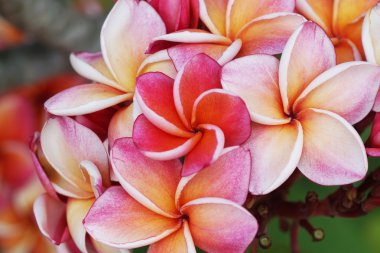 Plumeria çiçek karışık renk turuncu ve pembe
