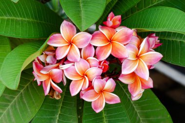 Plumeria çiçek karışık renk turuncu ve pembe