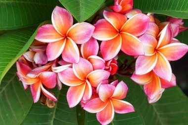 Plumeria çiçek karışık renk turuncu ve pembe