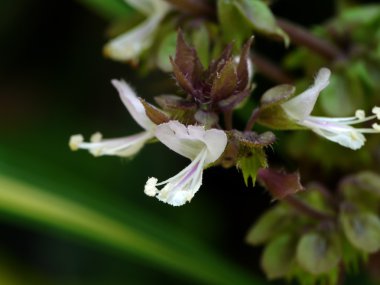 Fesleğen yaprağı Tayland çiçek kadar kapatın