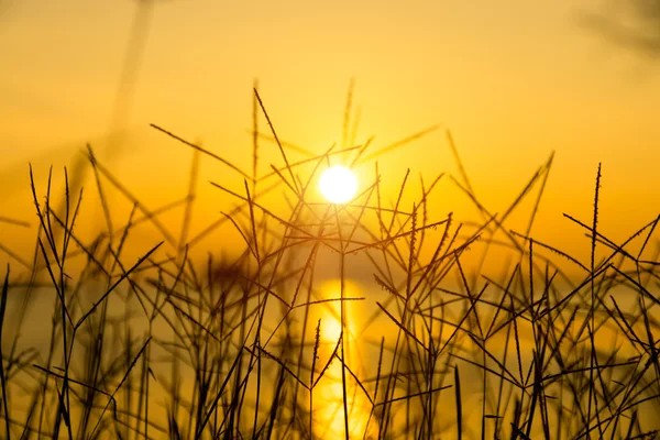 Herbe sauvage dans la nature . — Photo