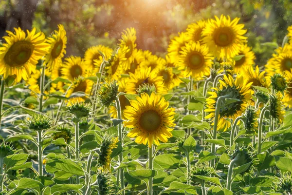 Bahçedeki ayçiçeği ve güneş ışığı — Stok fotoğraf