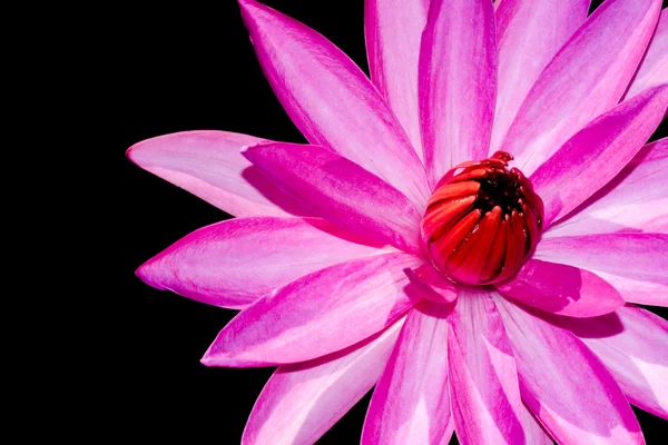 美しいピンクの睡蓮花 — ストック写真