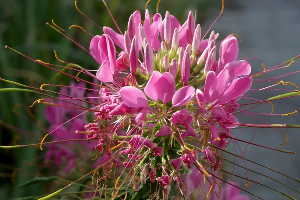 Aromatická a rozmachem spider květy — Stock fotografie