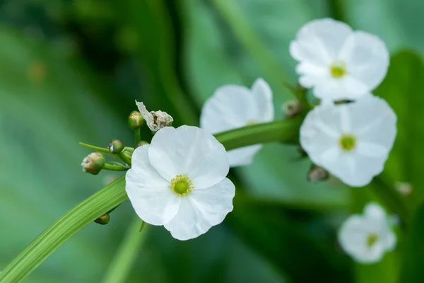 Zamknij się Texas błoto dziecko kwiat (Echinodosus cordifolius (L.) Gri — Zdjęcie stockowe