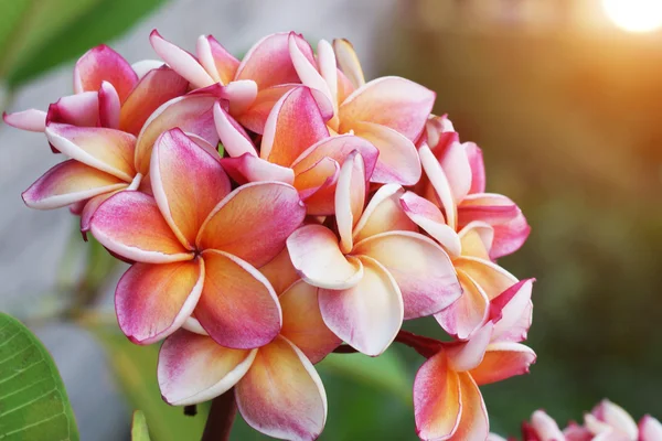 Plumeria kwiat mieszany kolor pomarańczowy i różowy — Zdjęcie stockowe