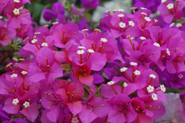 Pink bougainvillea — Stock Photo, Image