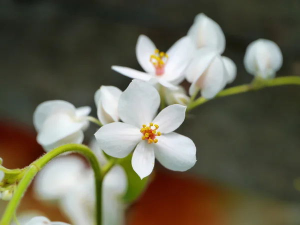 White Confederate vine flower. — Stock Photo, Image