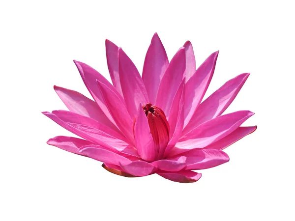 Όμορφο ροζ νερό κρίνος λουλούδι — Φωτογραφία Αρχείου