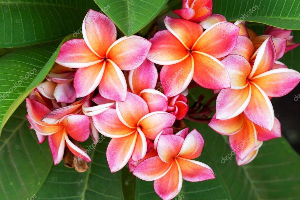 Plumeria Blume Gemischte Farbe Von Orange Und Rosa Stockfotografie Lizenzfreie Fotos C Noppharat Th 70150873 Depositphotos