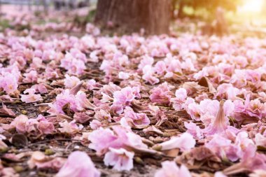 Yere düşen pembe trompet ağacı çiçeği.