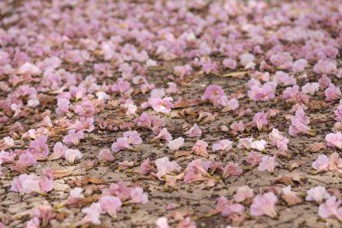 Yere düşen pembe trompet ağacı çiçeği.