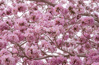 Pembe trompet ağaç (Bertol,), tatlı Pembe çiçek çiçeklenme