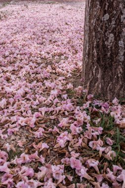 Yere düşen pembe trompet ağacı çiçeği.