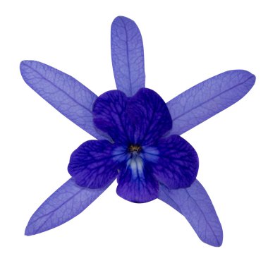 Zımpara asma, mor çelenk