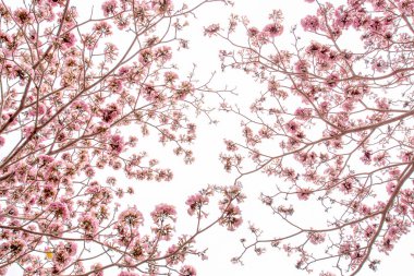 Pink trumpet tree (Bertol,),sweet pink flower blooming clipart