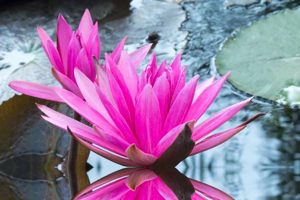 Lotus flower blossom — Stock Photo, Image