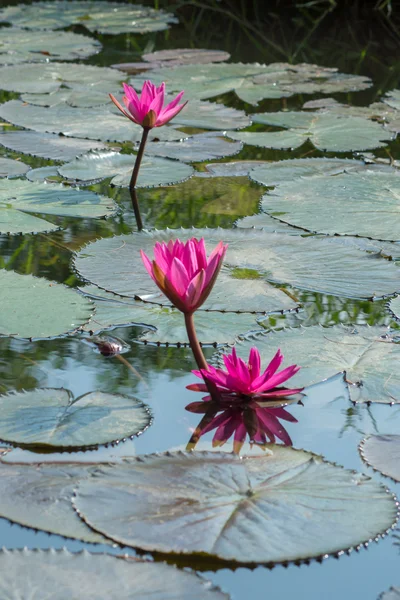 Flor de flor de loto — Foto de Stock