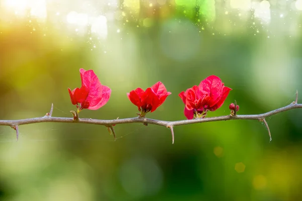 Röd bougainvillea — Stockfoto