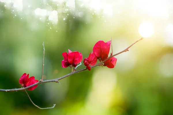 Röd bougainvillea — Stockfoto